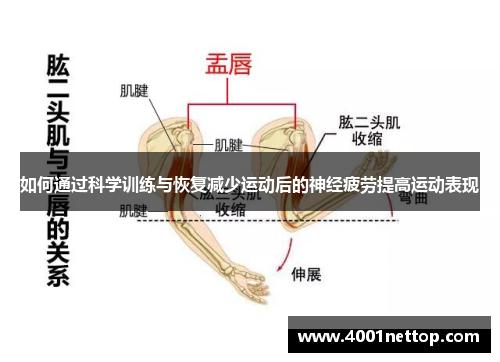 如何通过科学训练与恢复减少运动后的神经疲劳提高运动表现