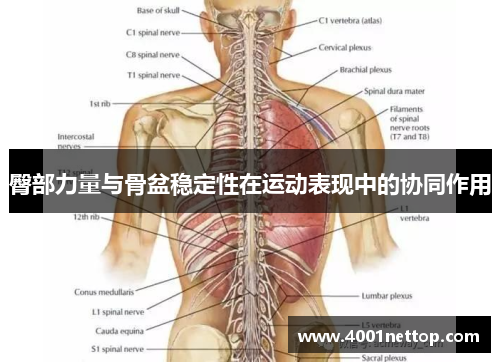 臀部力量与骨盆稳定性在运动表现中的协同作用